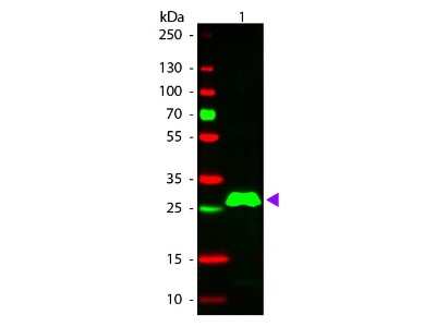 Western Blot: Donkey anti-Rabbit IgG Fc Secondary Antibody [Rhodamine] [NBP1-73254] - Lane 1: Rabbit IgG F(c). Lane 2: None. Load: 50 ng per lane. Primary antibody: None. Secondary antibody: Rhodamine donkey secondary antibody at 1:1,000 for 60 min at RT. Blocking: incubated with blocking buffer for 30 min at RT. Predicted/Observed size: 28 kDa, 28 kDa for Rabbit IgG F(c). Other band(s): None.